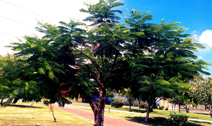 Photos of Trees – Summer 2012