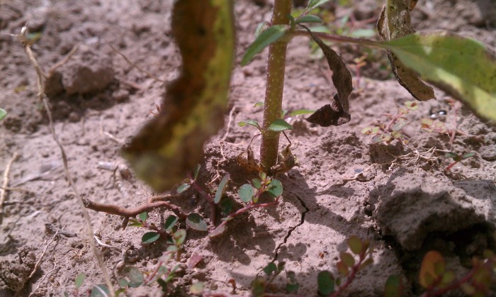 Pictures Of Grass and Small Plants