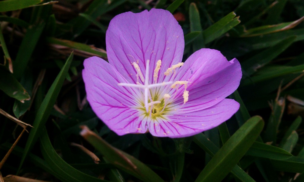 flor-violeta